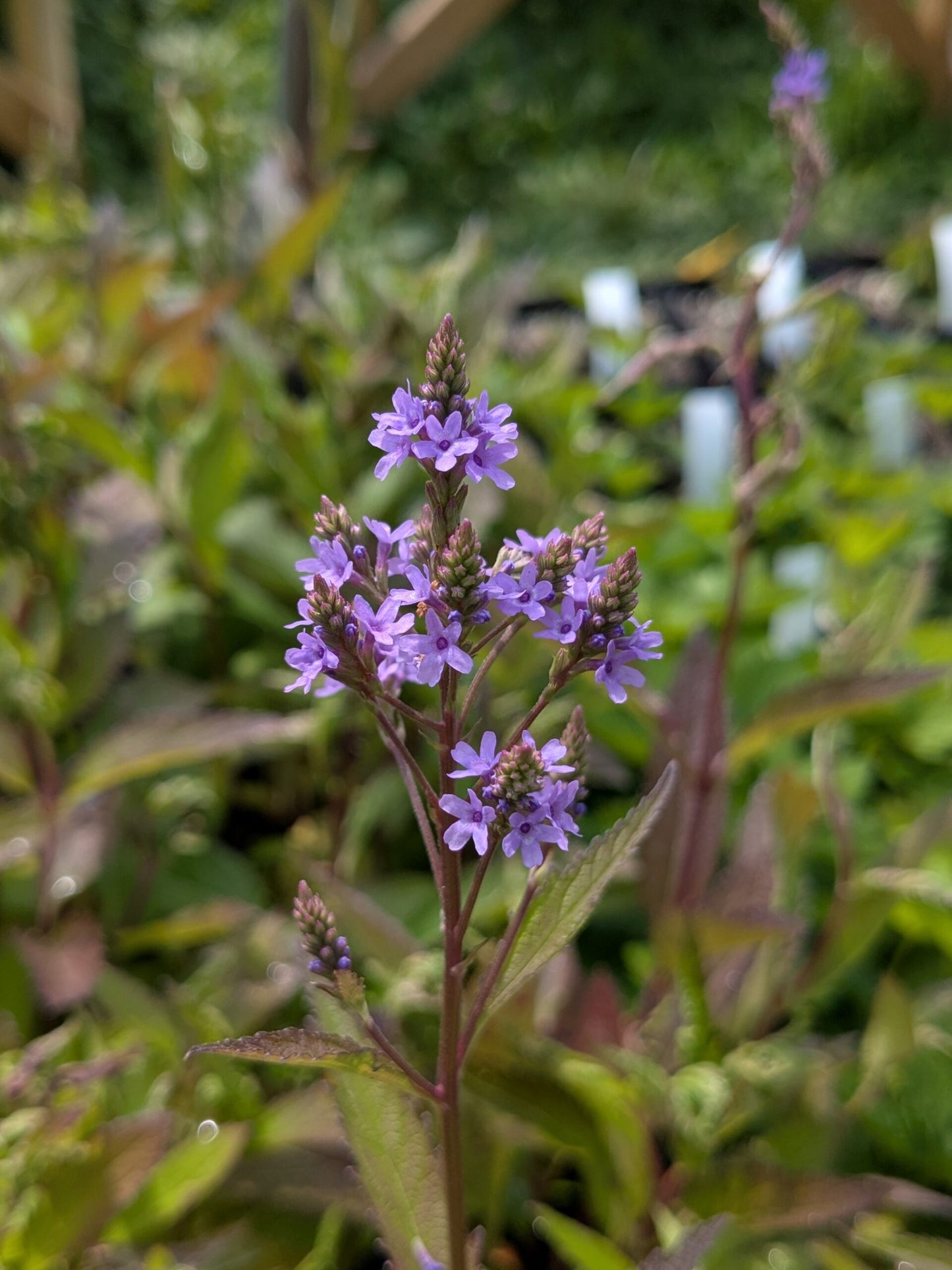 Blue Vervain