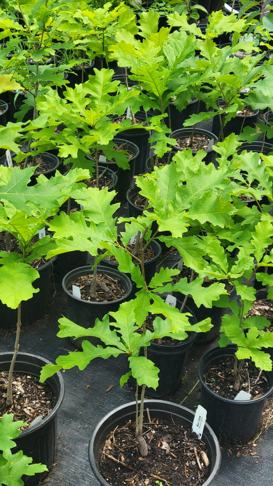 Bur Oak