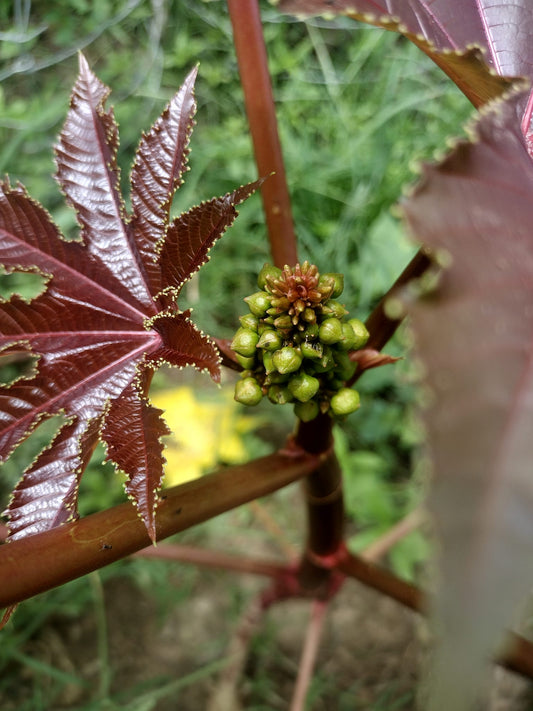 Castor Bean Plant