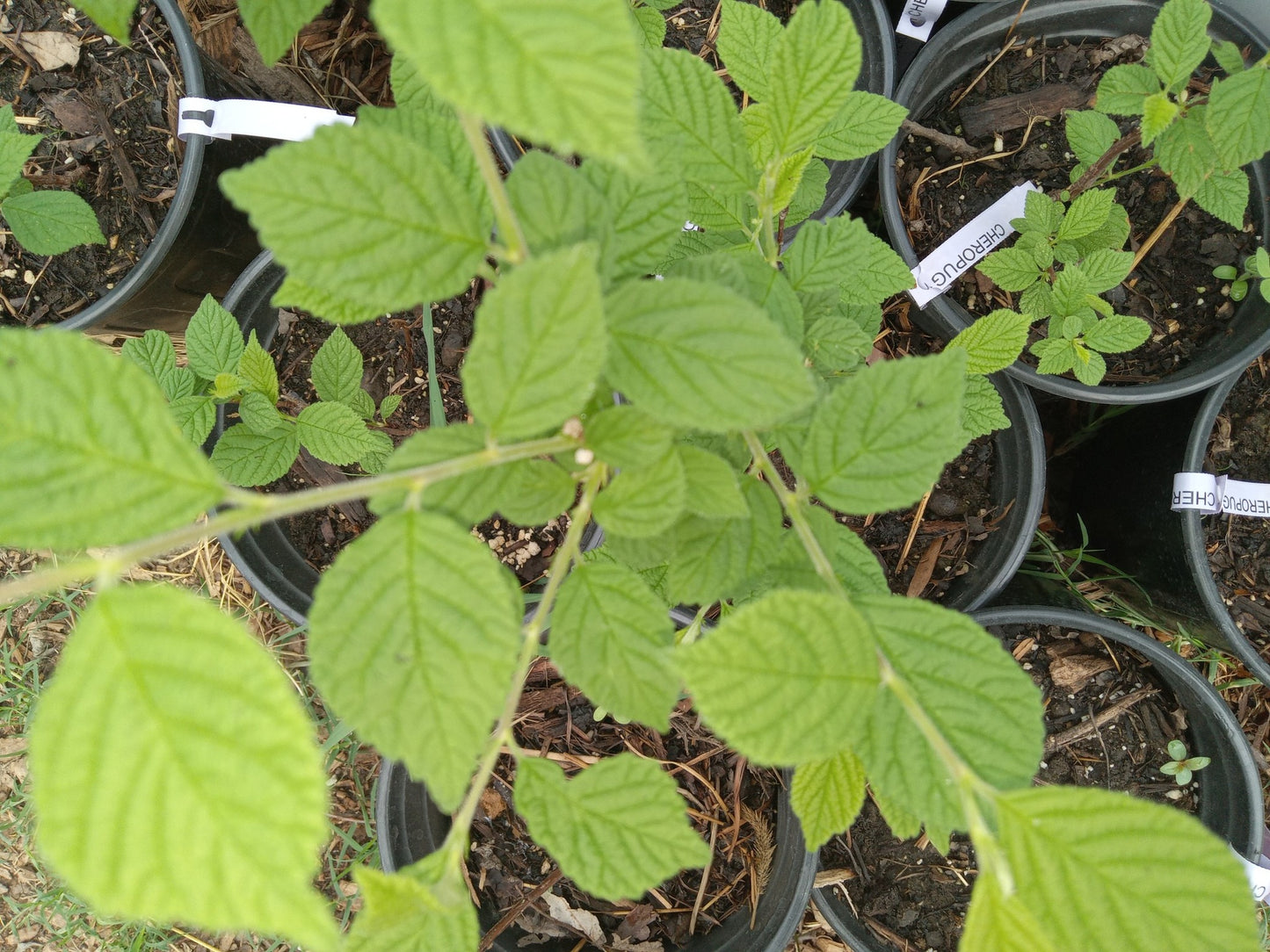 Cheropugy Cherry Bush