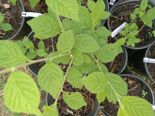Cheropugy Cherry Bush