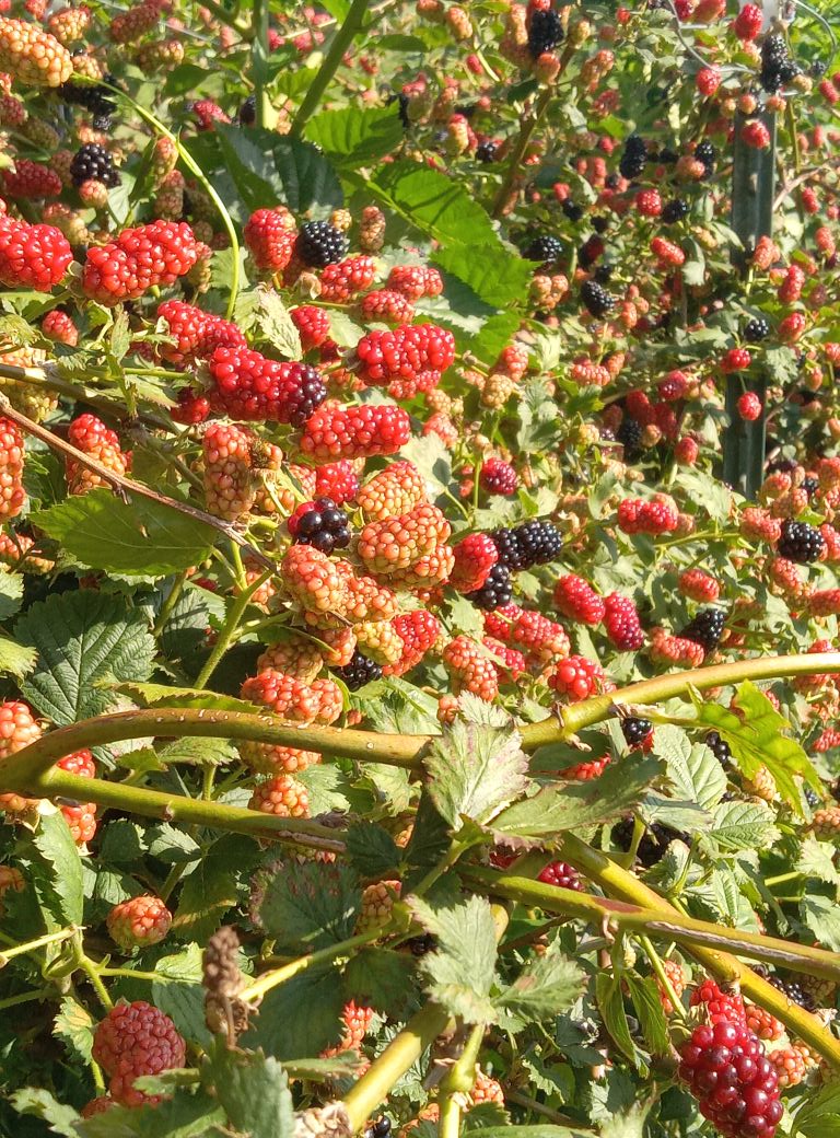 PONCA BLACKBERRY
