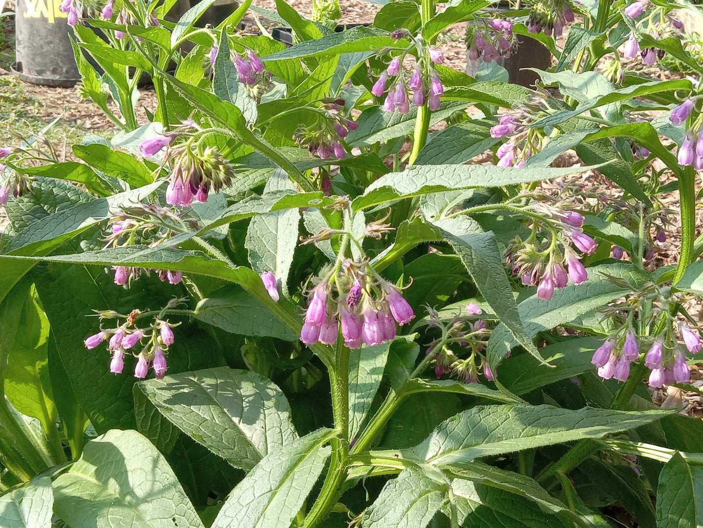 COMFREY SEEDS