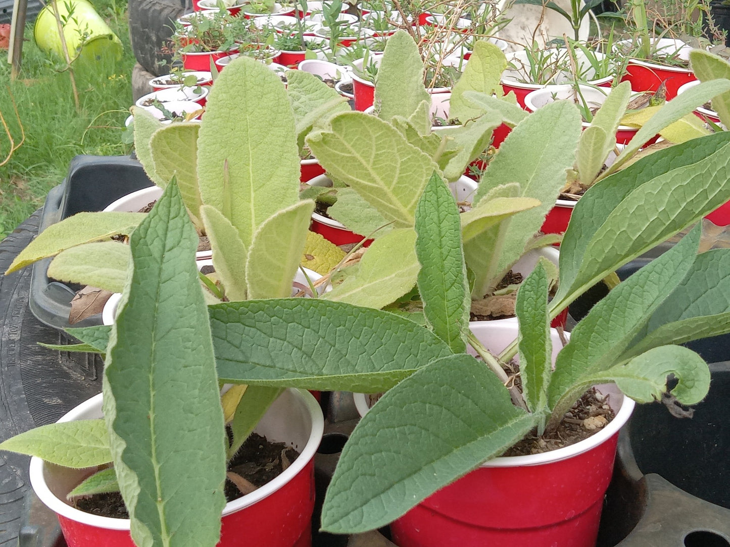 COMFREY SEEDS