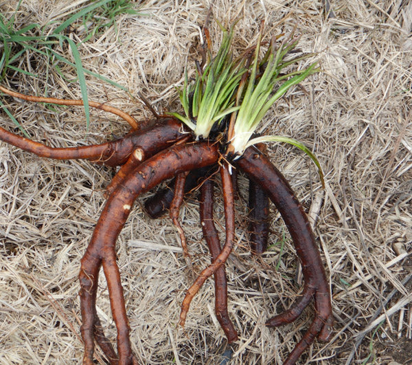 COMFREY DRIED LEAF and ROOT