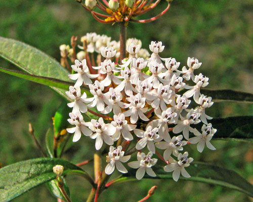 Aquatic Milkweed / White Milkweed