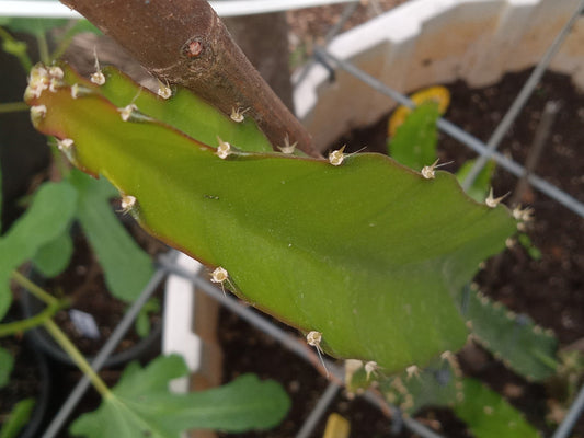 EDGAR BABY DRAGON FRUIT