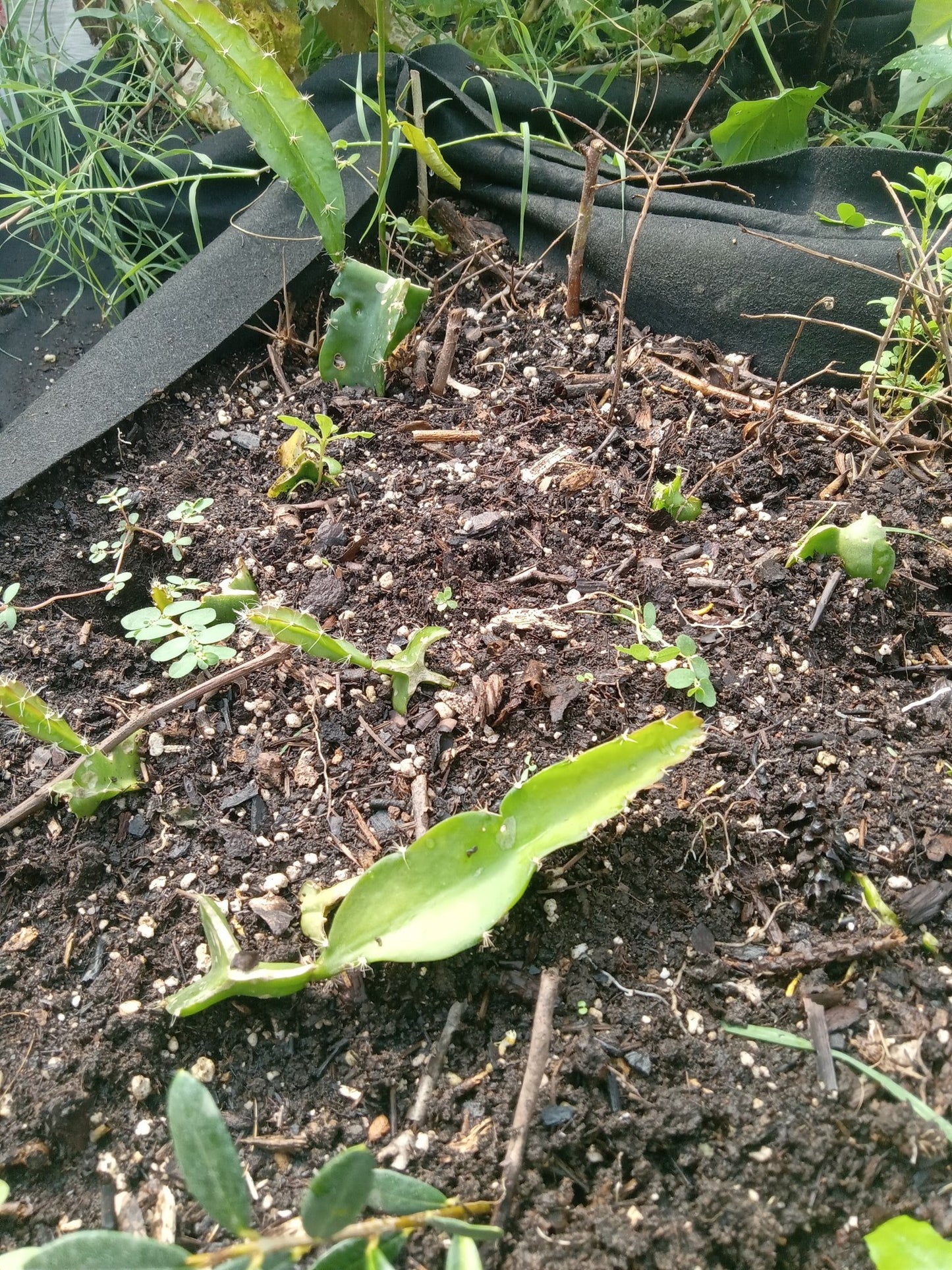 EDGAR BABY DRAGON FRUIT