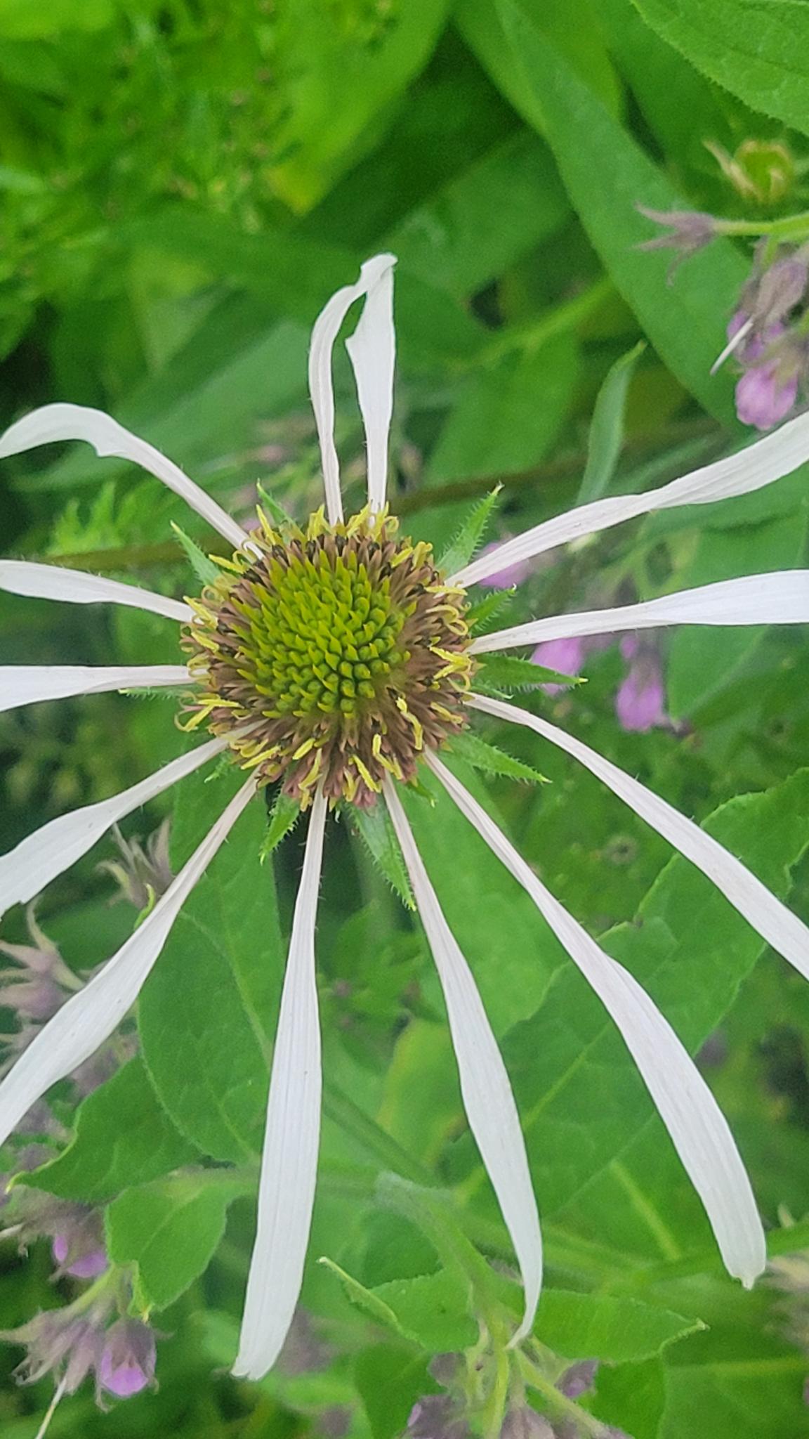Echinacea pallida