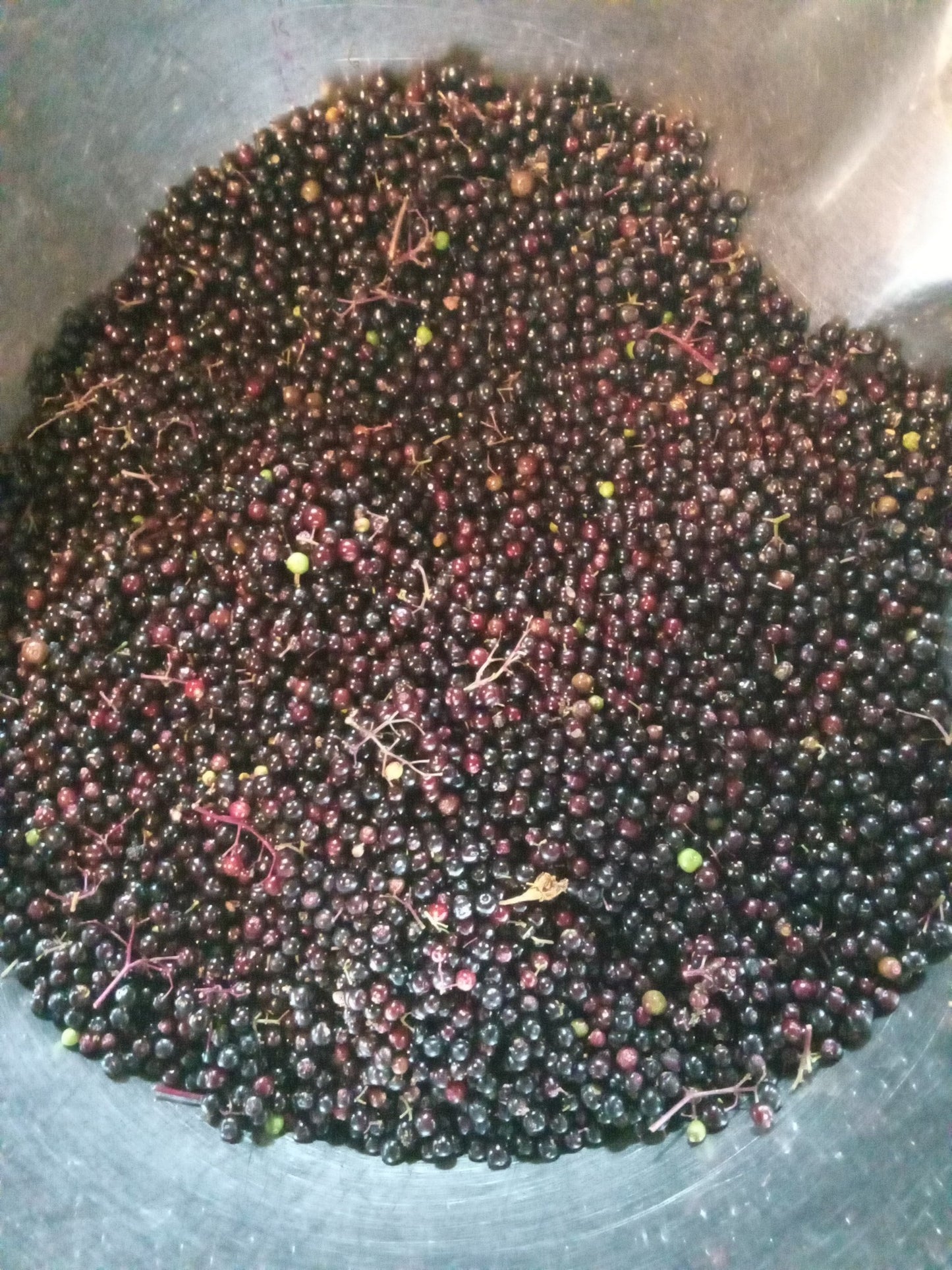 ELDERBERRY TINCTURE