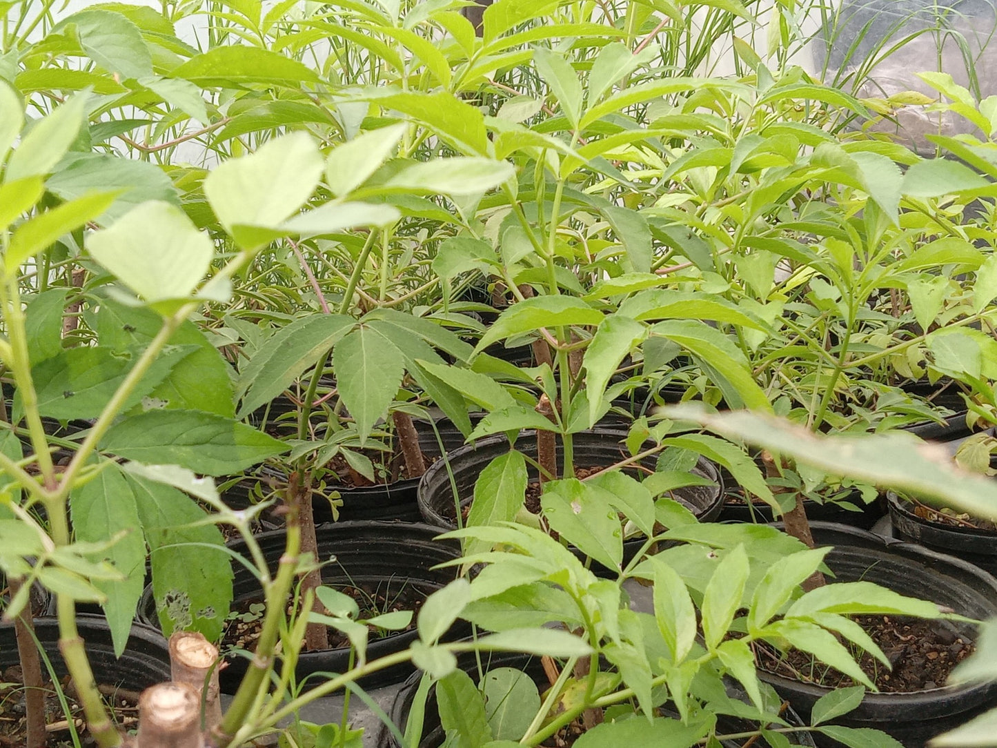 ELDERBERRY PLANTS
