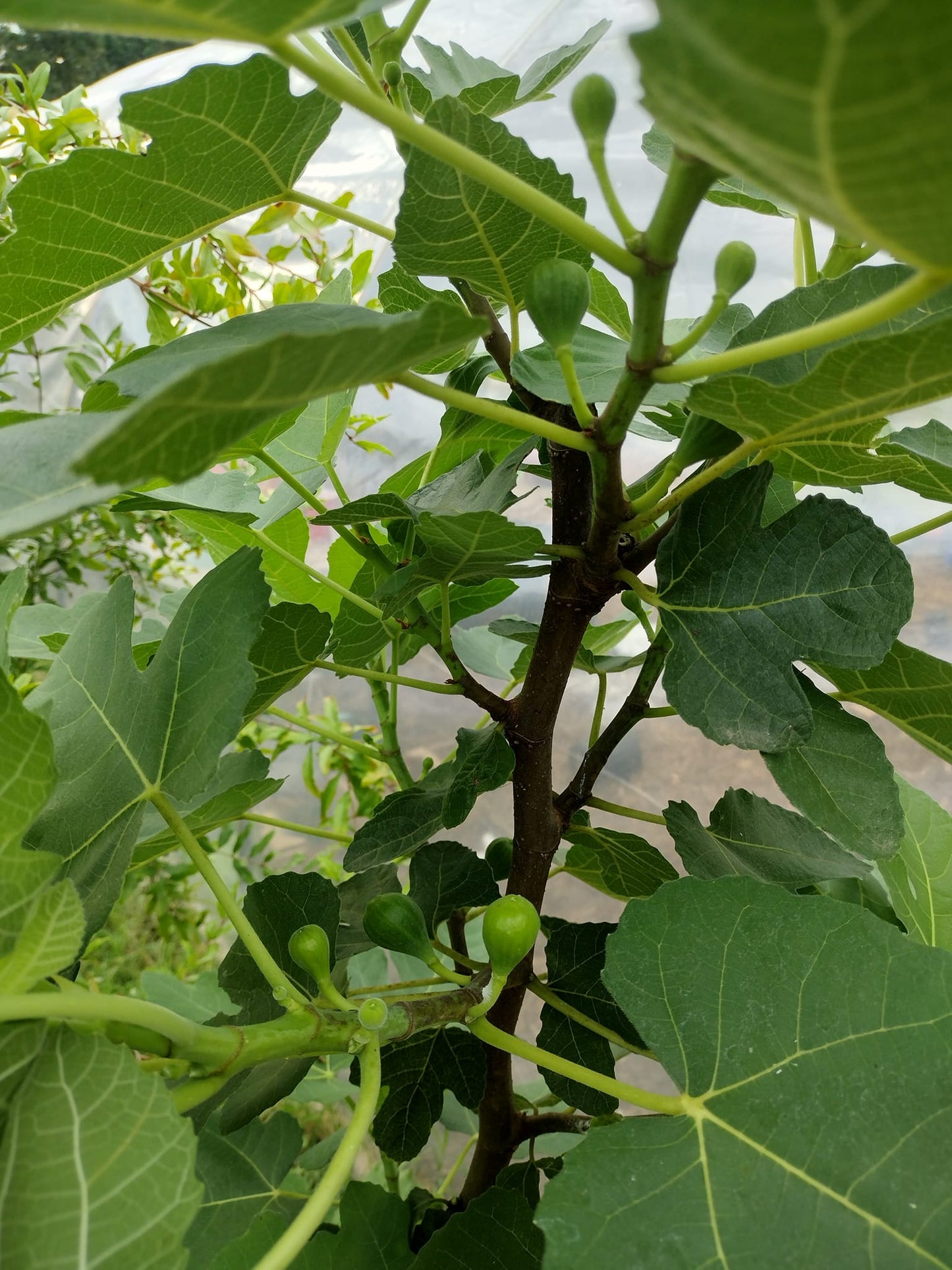 BLACK MISSION FIG