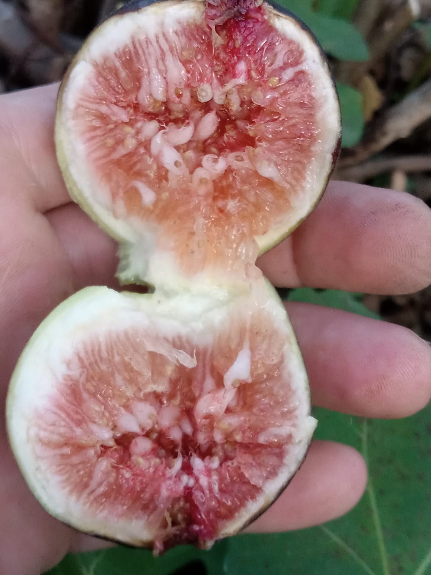 BLACK MISSION FIG