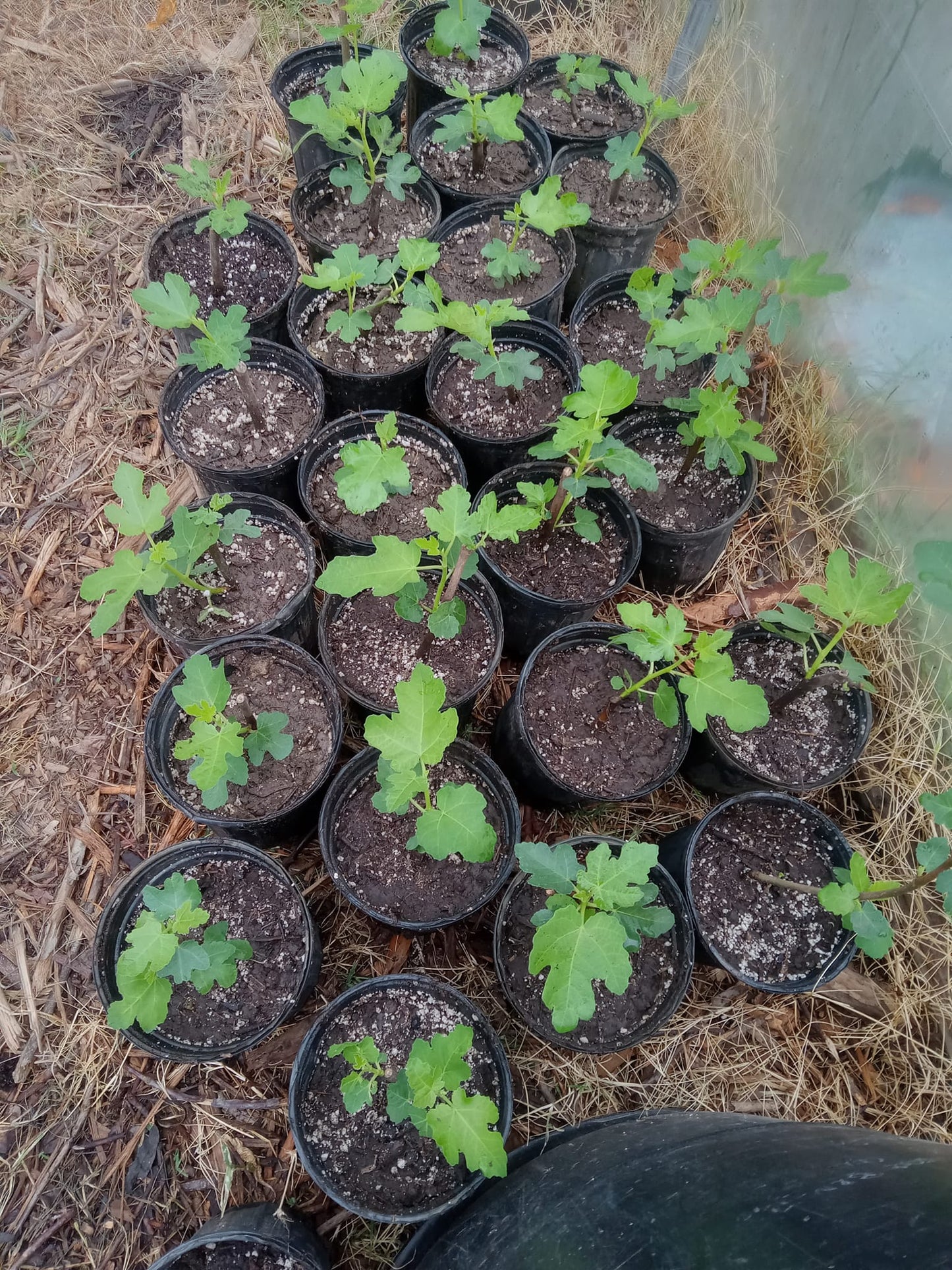 BLACK MISSION FIG
