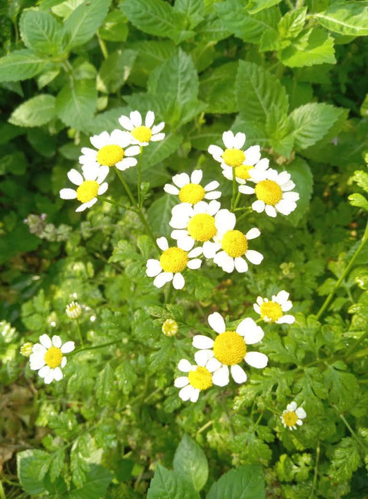 FeverFew