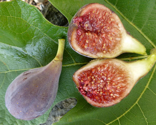 Ficus carica ‘Celeste’
