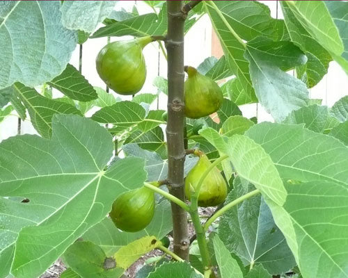 Ficus carica ‘Lattarula’ (Italian Honey Fig)