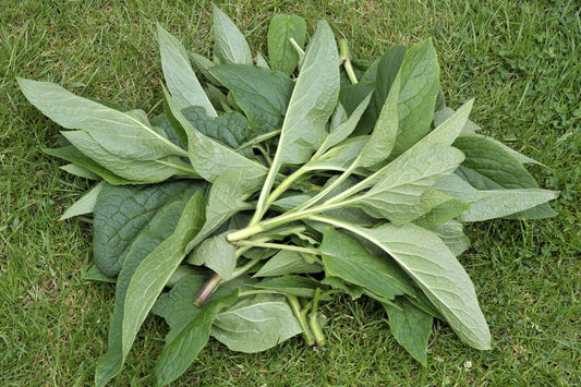 COMFREY SEEDS