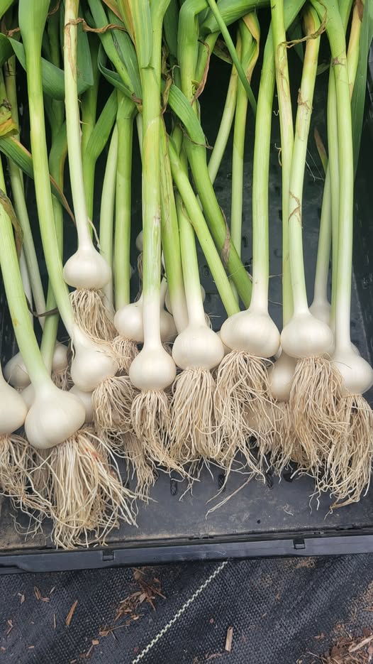 Music Garlic 1LB (SHIPS IN SEPTEMBER)