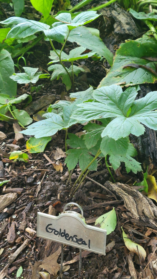 Goldenseal