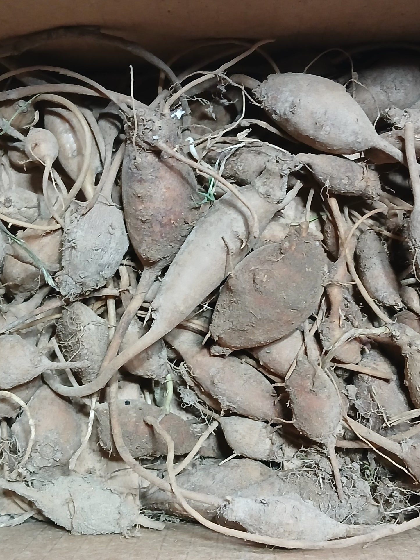 POTATO BEANS (Groundnuts)