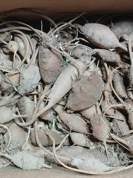 POTATO BEANS (Groundnuts)