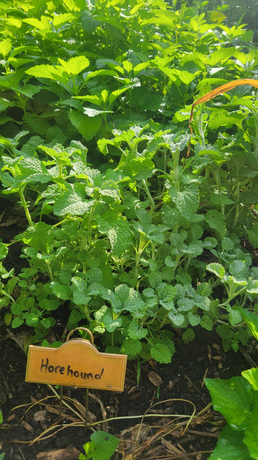Horehound
