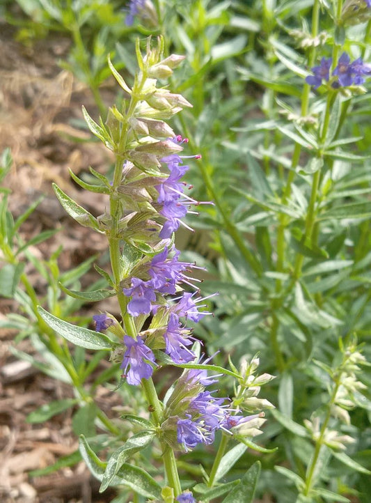 Hyssop