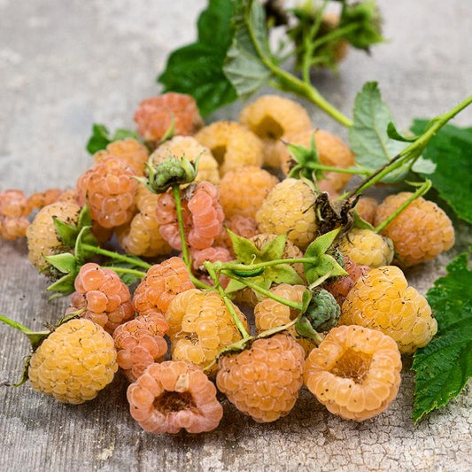 Fall Gold Raspberry