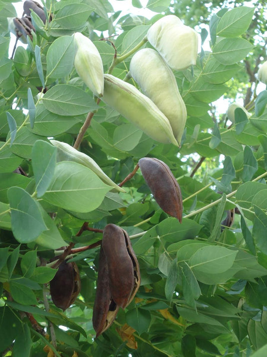 Kentucky Coffee Tree