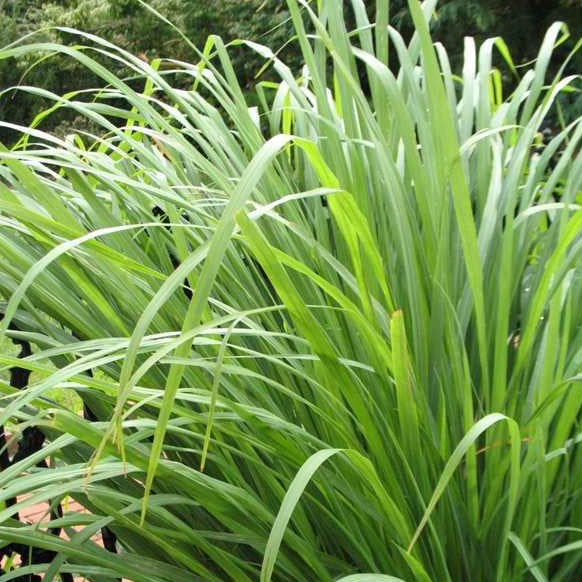 Lemon Grass