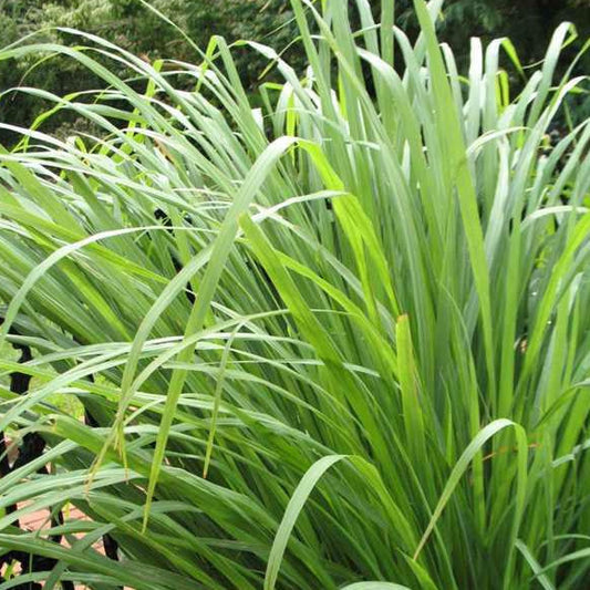 Lemon Grass