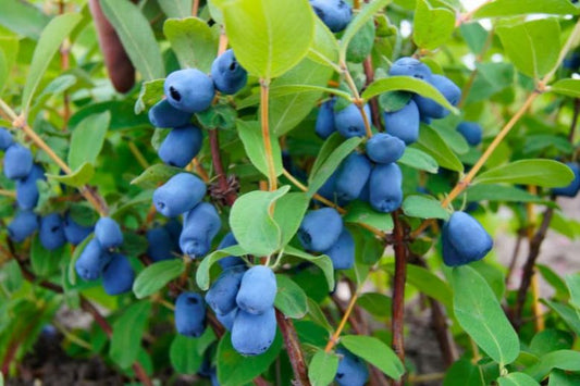Tundra Honeyberry