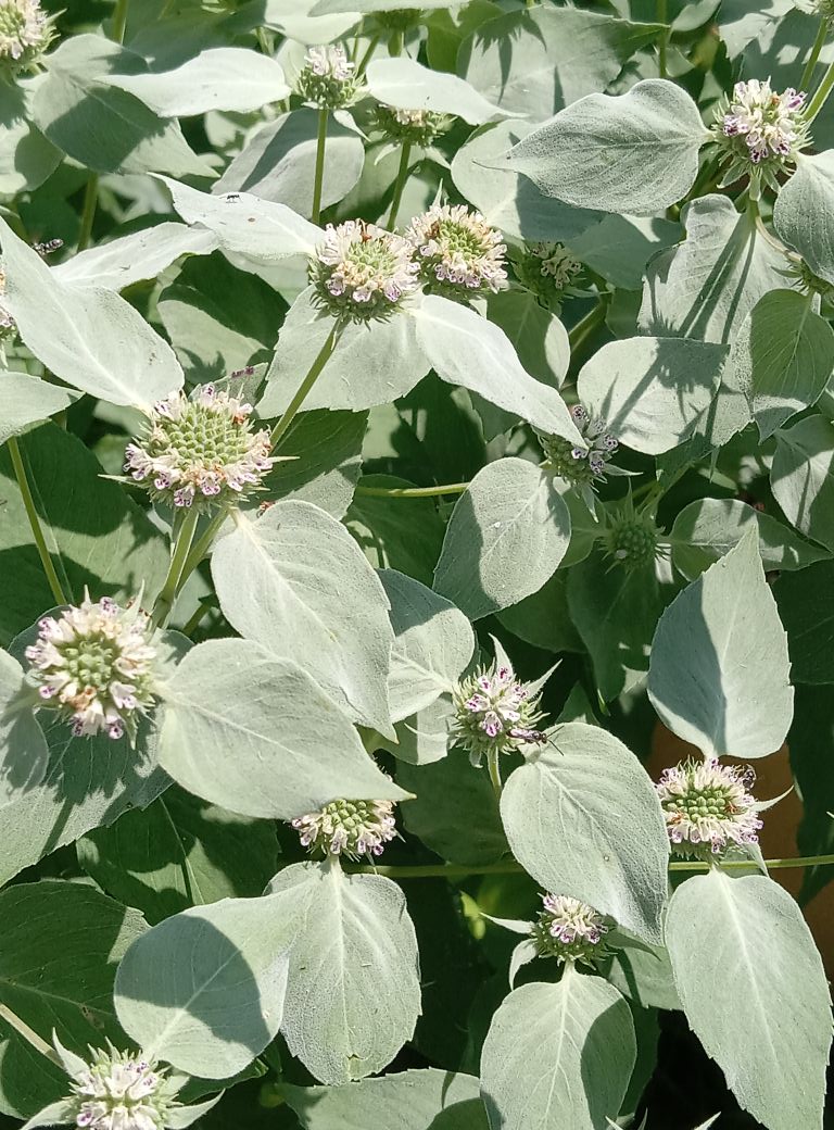 Mountain Mint