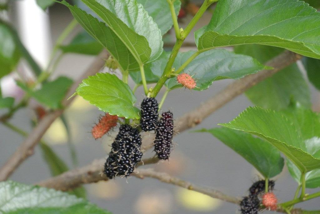 Everbearing Dwarf Mulberry