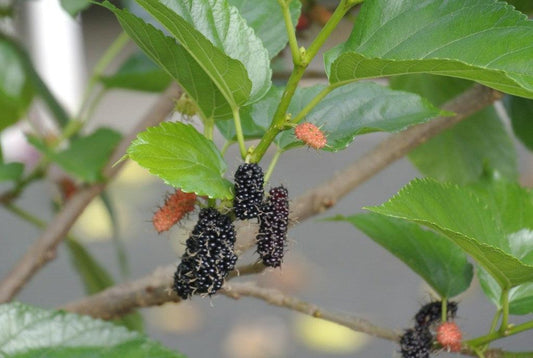 Everbearing Dwarf Mulberry