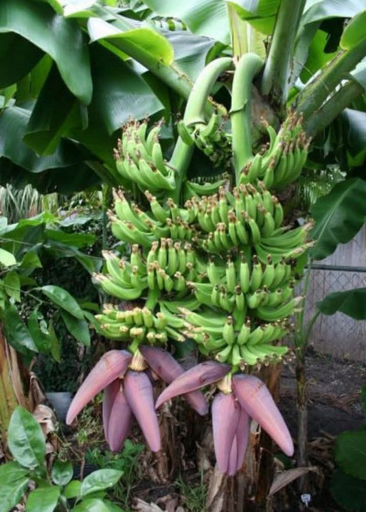 Musa ‘Double Mahoi’ Banana