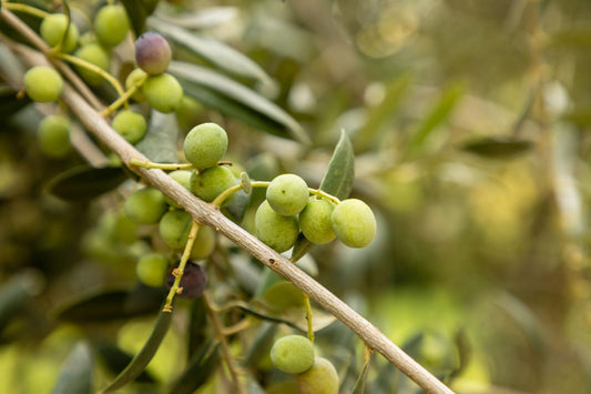 Arbequina Olive