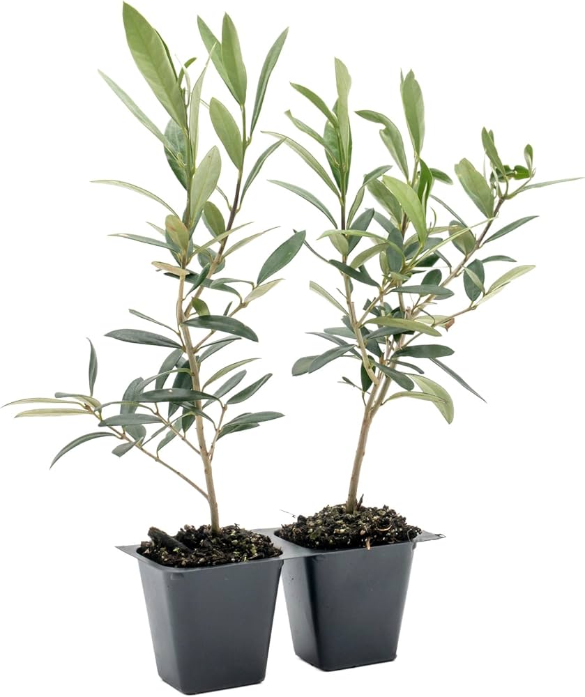 Arbequina Olive