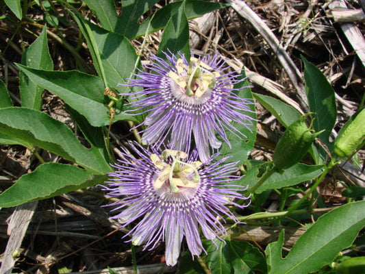 Passionflower