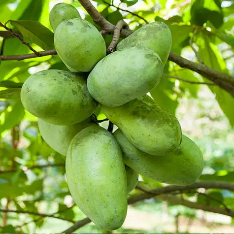 Pawpaw Tree