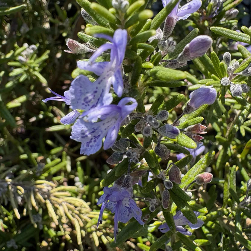 Creeping Rosemary