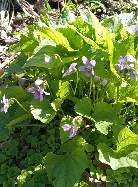 Purple Violets