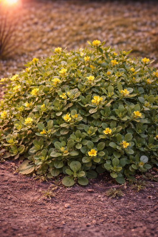 Purslane