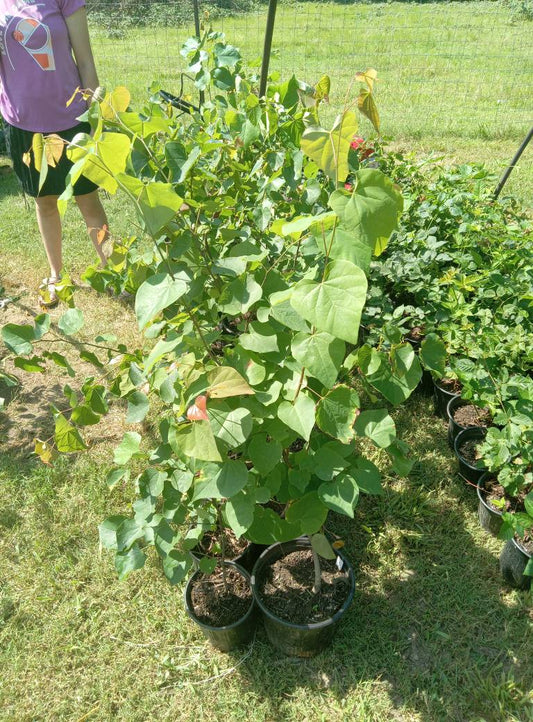 EASTERN REDBUD TREES
