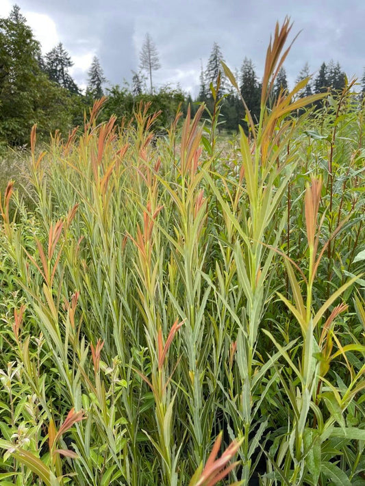 Rubykins Willow