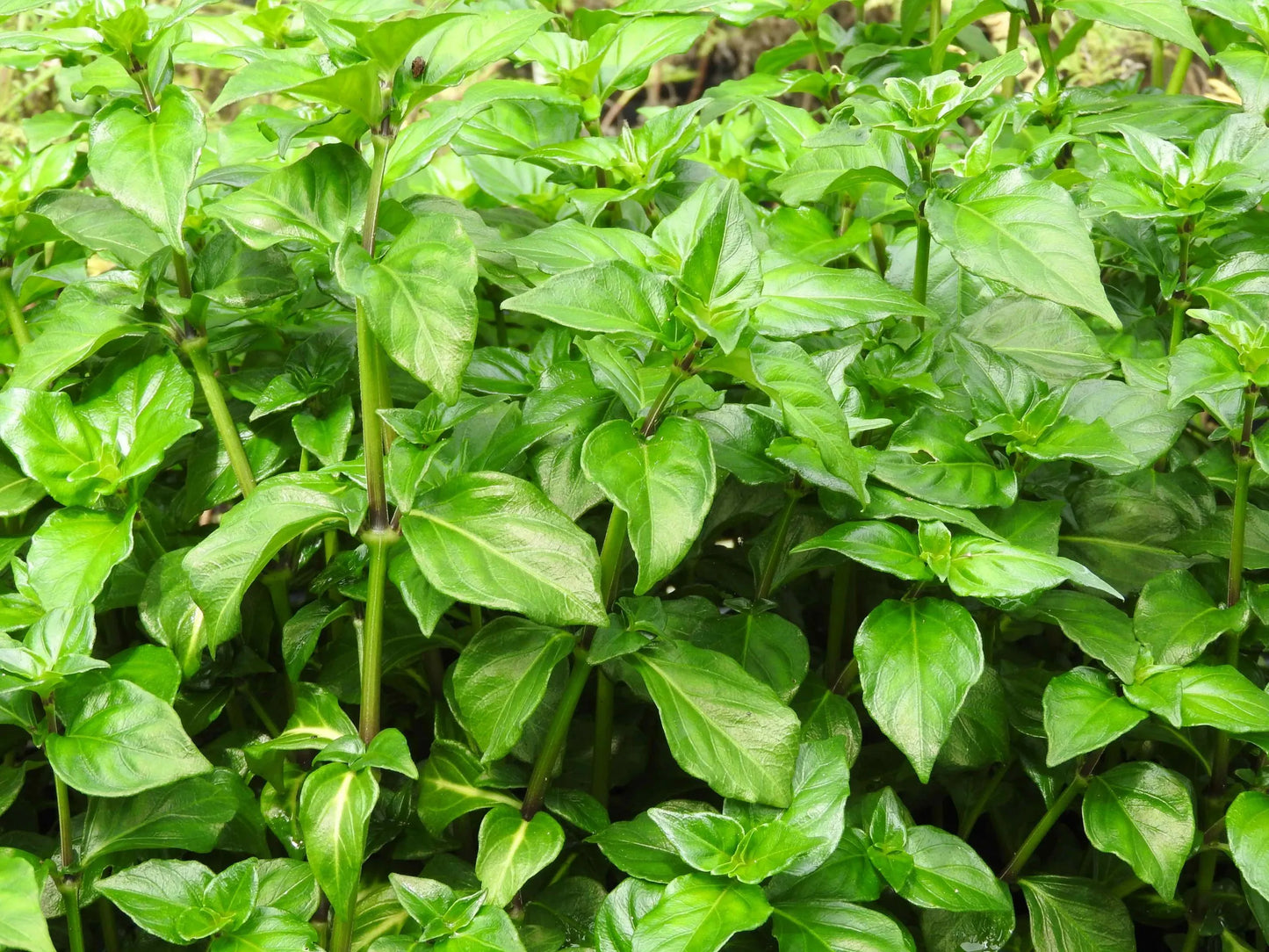 Rungia Mushroom Plant