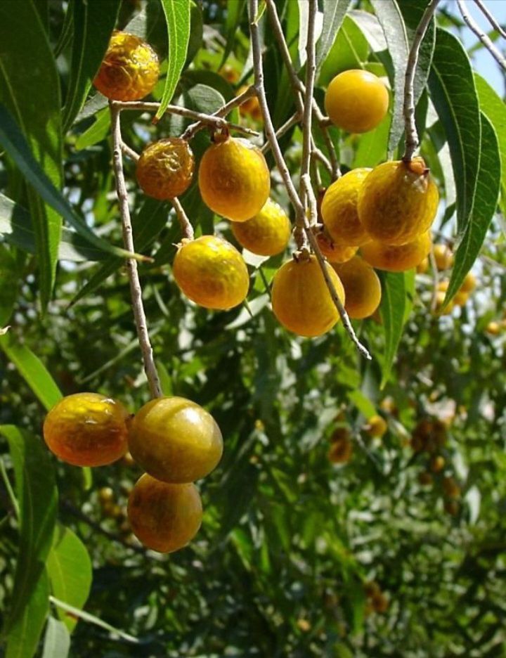 SOAPBERRIES