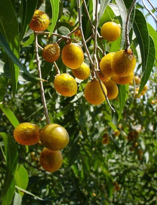 SOAPBERRIES