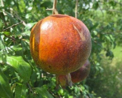 Salavatski Pomegranate